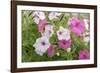 Pink and white petunias, USA-Lisa Engelbrecht-Framed Photographic Print