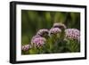 Pink and White Succulent Blooms-Michael Qualls-Framed Photographic Print