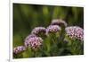 Pink and White Succulent Blooms-Michael Qualls-Framed Photographic Print