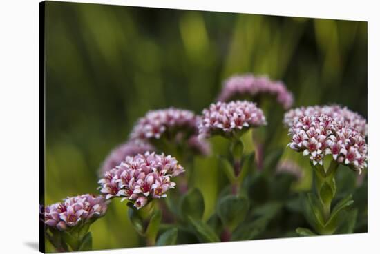 Pink and White Succulent Blooms-Michael Qualls-Stretched Canvas