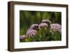 Pink and White Succulent Blooms-Michael Qualls-Framed Photographic Print