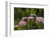 Pink and White Succulent Blooms-Michael Qualls-Framed Photographic Print