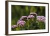 Pink and White Succulent Blooms-Michael Qualls-Framed Photographic Print