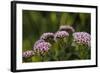 Pink and White Succulent Blooms-Michael Qualls-Framed Photographic Print