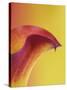 Pink and Yellow Calla Lily-Clive Nichols-Stretched Canvas