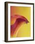 Pink and Yellow Calla Lily-Clive Nichols-Framed Photographic Print