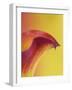 Pink and Yellow Calla Lily-Clive Nichols-Framed Photographic Print