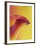 Pink and Yellow Calla Lily-Clive Nichols-Framed Photographic Print