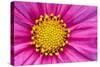 Pink And Yellow Cosmos Flower-Cora Niele-Stretched Canvas