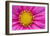 Pink And Yellow Cosmos Flower-Cora Niele-Framed Giclee Print