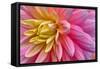 Pink And Yellow Dahlia Flower-Cora Niele-Framed Stretched Canvas