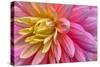 Pink And Yellow Dahlia Flower-Cora Niele-Stretched Canvas