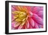 Pink And Yellow Dahlia Flower-Cora Niele-Framed Giclee Print