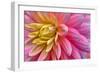 Pink And Yellow Dahlia Flower-Cora Niele-Framed Giclee Print