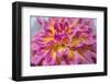 Pink and yellow dahlia, Kidd's Climax, USA-Lisa Engelbrecht-Framed Photographic Print