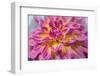 Pink and yellow dahlia, Kidd's Climax, USA-Lisa Engelbrecht-Framed Photographic Print