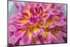 Pink and yellow dahlia, Kidd's Climax, USA-Lisa Engelbrecht-Mounted Photographic Print