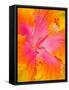 Pink and Yellow Hibiscus, San Francisco, California, USA-Julie Eggers-Framed Stretched Canvas