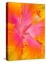 Pink and Yellow Hibiscus, San Francisco, California, USA-Julie Eggers-Stretched Canvas