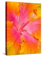 Pink and Yellow Hibiscus, San Francisco, California, USA-Julie Eggers-Stretched Canvas