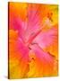 Pink and Yellow Hibiscus, San Francisco, California, USA-Julie Eggers-Stretched Canvas