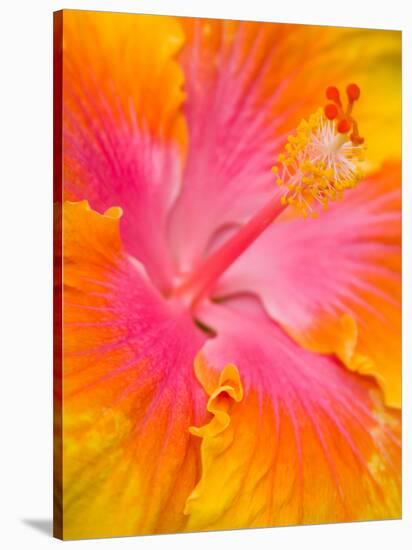 Pink and Yellow Hibiscus, San Francisco, California, USA-Julie Eggers-Stretched Canvas