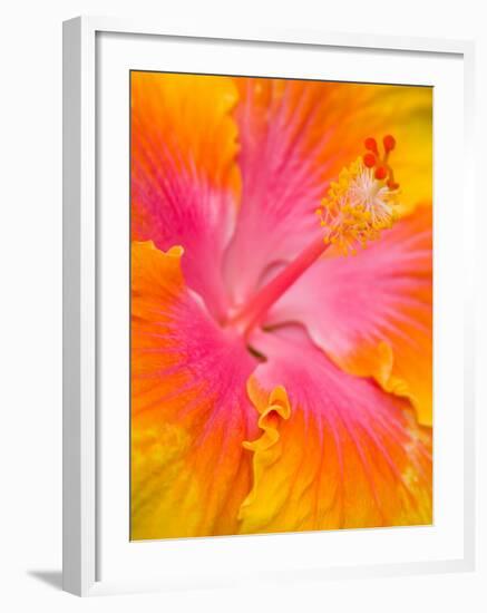 Pink and Yellow Hibiscus, San Francisco, California, USA-Julie Eggers-Framed Premium Photographic Print