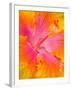 Pink and Yellow Hibiscus, San Francisco, California, USA-Julie Eggers-Framed Premium Photographic Print