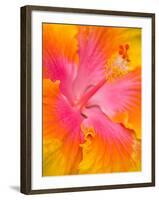 Pink and Yellow Hibiscus, San Francisco, California, USA-Julie Eggers-Framed Premium Photographic Print