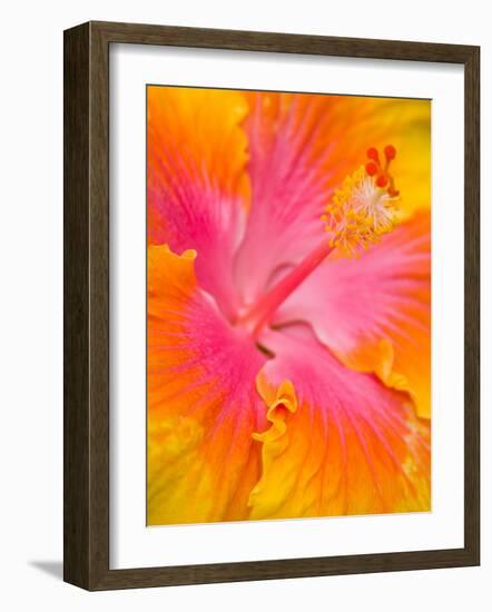 Pink and Yellow Hibiscus, San Francisco, California, USA-Julie Eggers-Framed Photographic Print