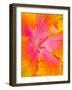 Pink and Yellow Hibiscus, San Francisco, California, USA-Julie Eggers-Framed Photographic Print