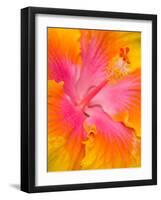 Pink and Yellow Hibiscus, San Francisco, California, USA-Julie Eggers-Framed Photographic Print