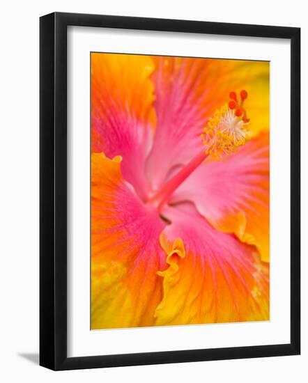 Pink and Yellow Hibiscus, San Francisco, California, USA-Julie Eggers-Framed Photographic Print