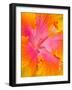 Pink and Yellow Hibiscus, San Francisco, California, USA-Julie Eggers-Framed Photographic Print