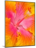 Pink and Yellow Hibiscus, San Francisco, California, USA-Julie Eggers-Mounted Photographic Print