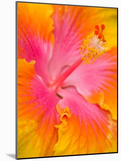 Pink and Yellow Hibiscus, San Francisco, California, USA-Julie Eggers-Mounted Photographic Print