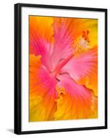 Pink and Yellow Hibiscus, San Francisco, California, USA-Julie Eggers-Framed Photographic Print