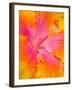 Pink and Yellow Hibiscus, San Francisco, California, USA-Julie Eggers-Framed Photographic Print