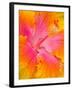 Pink and Yellow Hibiscus, San Francisco, California, USA-Julie Eggers-Framed Photographic Print