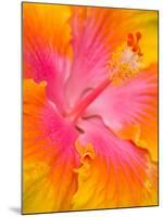 Pink and Yellow Hibiscus, San Francisco, California, USA-Julie Eggers-Mounted Photographic Print