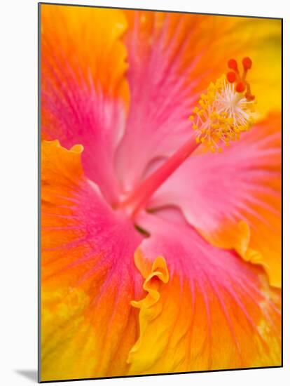 Pink and Yellow Hibiscus, San Francisco, California, USA-Julie Eggers-Mounted Photographic Print