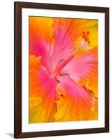 Pink and Yellow Hibiscus, San Francisco, California, USA-Julie Eggers-Framed Photographic Print