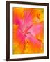 Pink and Yellow Hibiscus, San Francisco, California, USA-Julie Eggers-Framed Photographic Print