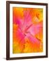 Pink and Yellow Hibiscus, San Francisco, California, USA-Julie Eggers-Framed Photographic Print