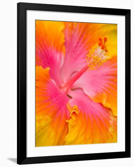 Pink and Yellow Hibiscus, San Francisco, California, USA-Julie Eggers-Framed Photographic Print