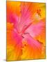 Pink and Yellow Hibiscus, San Francisco, California, USA-Julie Eggers-Mounted Photographic Print