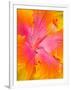 Pink and Yellow Hibiscus, San Francisco, California, USA-Julie Eggers-Framed Photographic Print