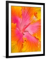 Pink and Yellow Hibiscus, San Francisco, California, USA-Julie Eggers-Framed Photographic Print