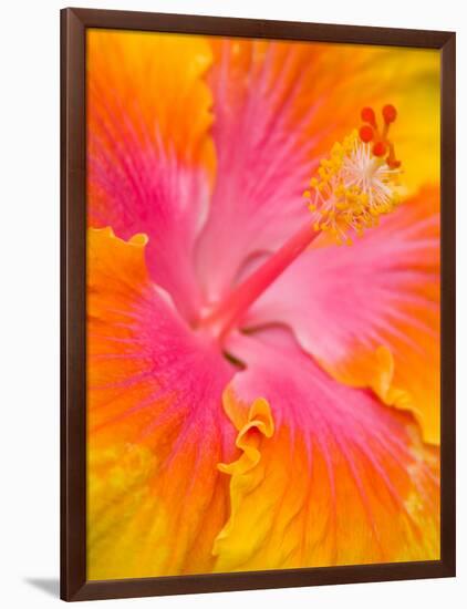 Pink and Yellow Hibiscus, San Francisco, California, USA-Julie Eggers-Framed Photographic Print