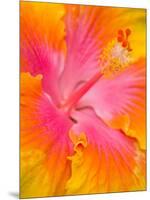 Pink and Yellow Hibiscus, San Francisco, California, USA-Julie Eggers-Mounted Photographic Print